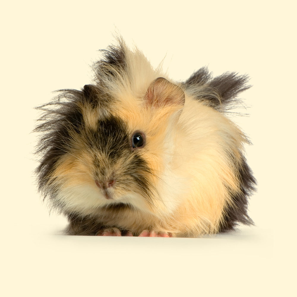 Cavia - Fieno Bon Bon