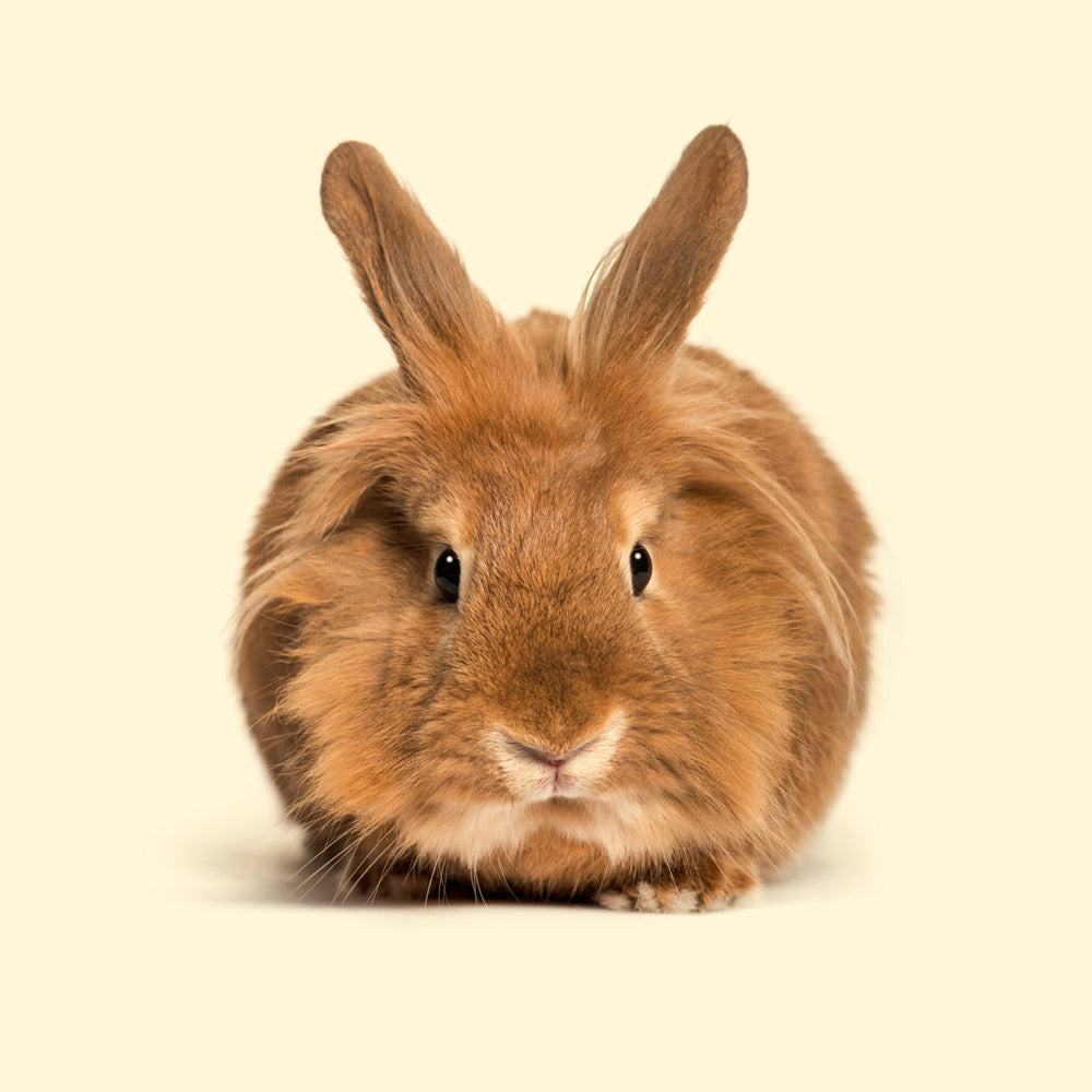 Coniglio - Fieno Bon Bon