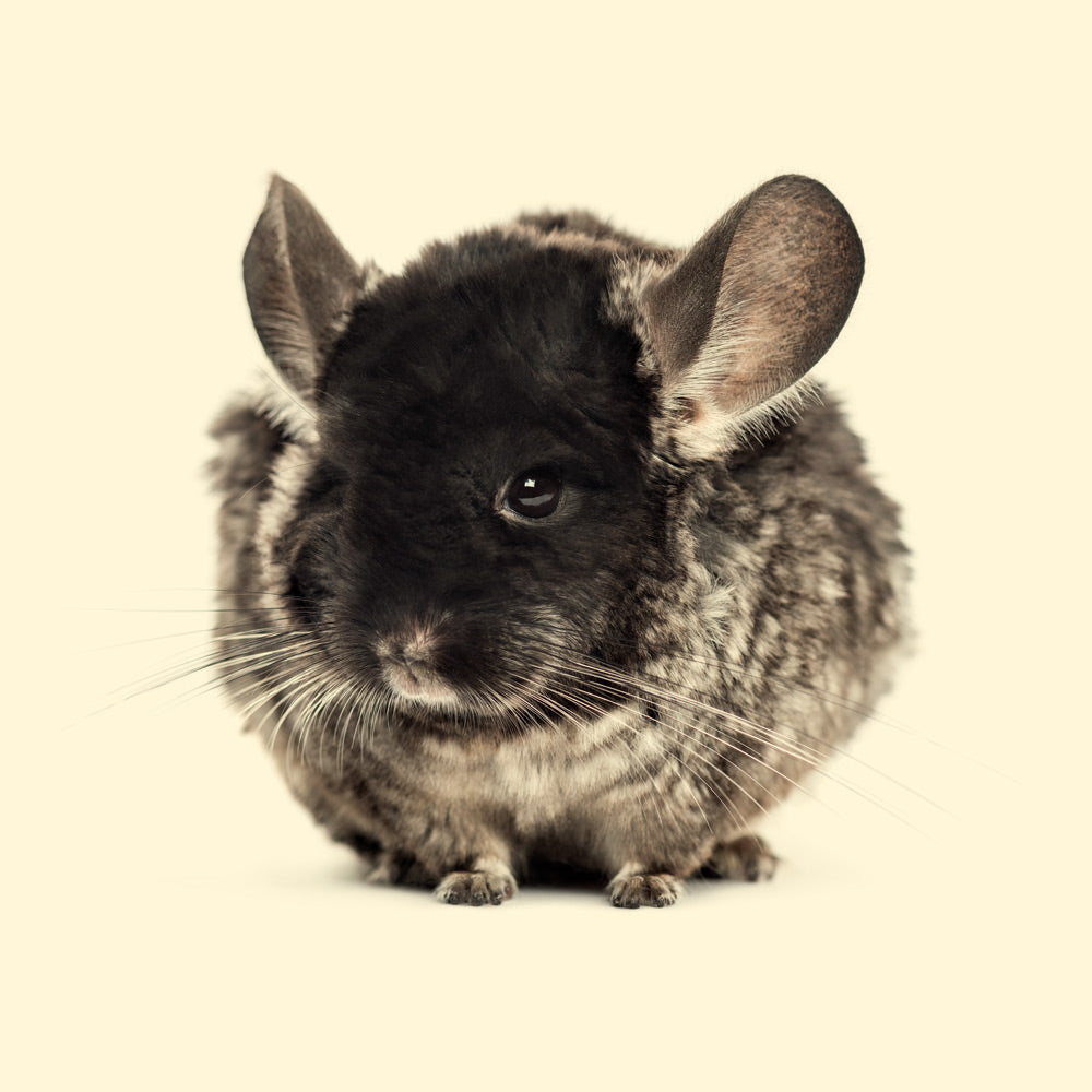 Cincillà - Fieno Bon Bon